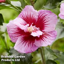 Image result for Hibiscus torrei
