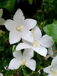 Image result for Carvalhoa campanulata