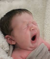 Shutterbug Photography