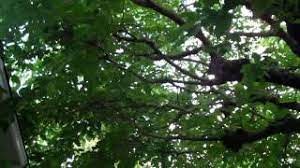 Deer browse on the twigs and foliage and a range of insects inhabit the crowns of mature trees. 143 Fruitless Mulberry Youtube