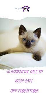 5 Non Toxic Essential Oils To Keep Cats Off Furniture In 2021 Cats Smelling Cats Cat Care