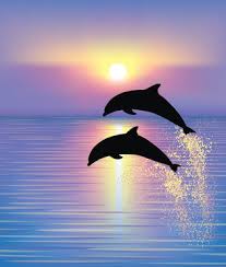 1 351 Best Dolphin Jumping Sunset Images Stock Photos Vectors Adobe Stock