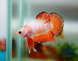 Halfmoon Plakat Dragonscale Betta