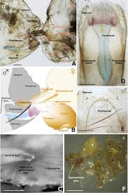 Some of these photos show women in labor, others show tiny babies emerging for the first time, and other photos show. Female Penis Male Vagina And Their Correlated Evolution In A Cave Insect Sciencedirect