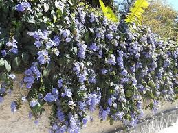 For more and larger kiwis, plant a male vine, as well. Fastest Growing Creeper Plant In India Best Creeper Plants In India