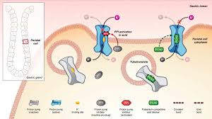 Image result for Potassium Competitive Acid Blocker