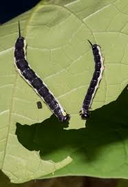 The united states has two species of worms can be shaken out of a catalpa tree onto a tarp spread on the ground. When Worms Aren T Roads End Naturalist