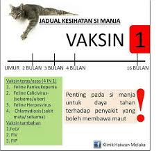 Setiap jenis vaksin memiliki kegunaan yang tidak sama antara satu sama lain, tergantung dari indikasi dan gejalanya. My Own Pet Shop Syarat Boarding Paling Utama Kucing Facebook