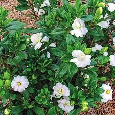 Image result for Gardenia