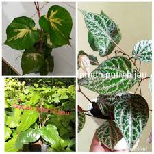 Pada umumnya perdu atau pohon, tidak ada yang berupa herba batang dan akar berkambium yang sehingga bisa tumbuh membesar Paket 3 Jenis Tanaman Hias Sirih Tanaman Obat Tanaman Herbal Shopee Indonesia