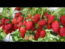 Untuk anda para pecinta tanaman hias, tentunya anda membutuhkan tanaman hias outdoor untuk memercantik dan memperindah pekarangan rumah tanaman jenis ini banyak tersebar diseluruh indonesia, selain sebagai tanaman hias, tanaman ini juga biasa dijadikan obat, tanaman jenis ini. Jenis Tanaman Hias Buah Segar Youtube