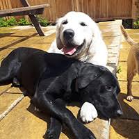 Bingo is a black spotted dalmatian. For Dogs Sake
