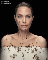 For this National Geographic photo shoot, Angelina Jolie did not bathe for  7 days because bees are sensitive to smells and will not sting when the  smell is too strong. Thousands of