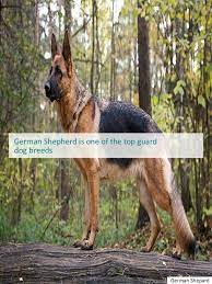 Going To Buy German Shepherd Rescue Near Me Gsd Adoption Buy German Shepherd German Shepherd Dogs Black German Shepherd