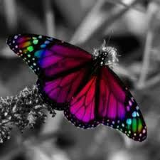 Black And White Butterfly Spiritual Meaning Love The Colorful Butterfly Against The Black N White Background It Really Pops Butterfly Symbolism Beautiful Butterflies Rainbow Butterfly