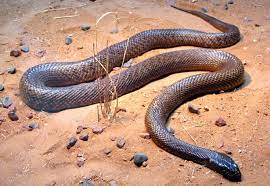 Taipan Del Interior Top De Serpientes Venenosas Venomous Animals Poisonous Animals Poisonous Snakes