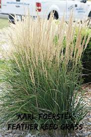 Karl Foerster Feather Reed Grass Grimm S Gardens Drought Tolerant Landscape Front Yard Grasses Landscaping Water Wise Landscaping