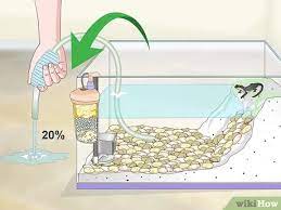 How To Care For An Aquatic Newt: 11 Steps (With Pictures)