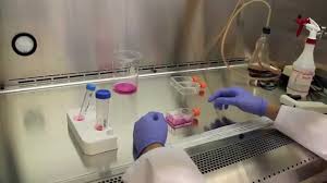 Check spelling or type a new query. Thawing Passaging And Freezing Cells Biology 513 Animal Tissue Culture Youtube