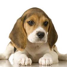 That means that your beagle may be able to pick up on a name like boxer quicker than he would pick up a name like tag or delilah. Names For Beagle Dogs