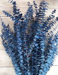 Image result for Eucalyptus