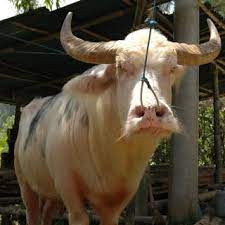 Tanpa disuruh dua kali, andre pun seperti kerbau yang dicucuk hidungnya, ngikutin aku ke kamarku. Ngadapseni Lembu Dicucuk Hidung