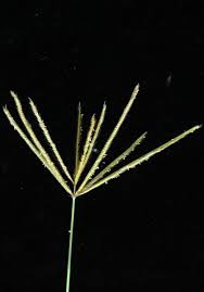 Image result for Chloris pilosa