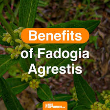 Image result for Fadogia arenicola