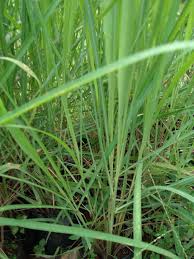 Image result for Cymbopogon nardus