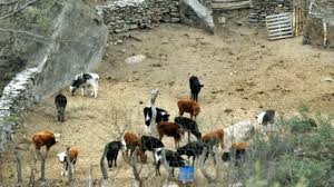 Uno de sus dueños calificó de tristísimo el escenario y aseguró que por suerte se pudieron salvar los animales que están en el interior del predio. Por Los Incendios Entregan Balanceado A Animales Afectados Cba24n Noticias De Hoy En Cordoba Y Argentina