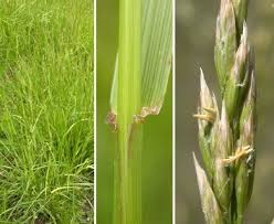 Image result for Lolium