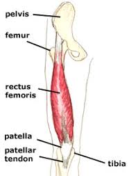 Low back extensor muscles, such as the erector spinae, must eccentrically contract to slow your body's descent as you flex forward, then isometrically one example of this is the posture of the hip joint when sitting. The Rectus Femoris And Lower Back Pain