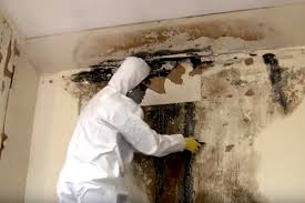 How to Start a Commercial Mold Removal Company - SMALL BUSINESS CEO