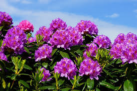 What S The Difference Between Rhododendrons And Azaleas Plants Rhododendron Azalea Flower