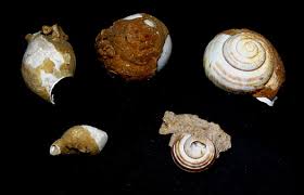 Online kaufen bei gärtner pötschke! Steinkern De Die Fossilien Community Galerie Kategorie Travertinfunde Aus Mitteldeutschland Bild Cepaea Hortensis O F Muller 1774 Und Cf Lymnaea