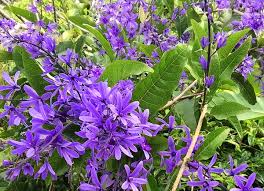 Check spelling or type a new query. Planting A Garden With Purple Tropical Flowers Dengarden