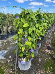 Image result for Thunbergia vogeliana