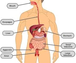 Sistem pencernaan manusia terdiri atas organ utama berupa saluran pencernaan dan organ aksesori (tambahan). Memahami Sistem Pencernaan Manusia