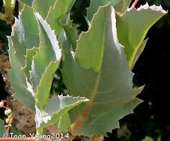 Image result for Cyphostemma barbosae