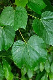 Image result for Vernicia