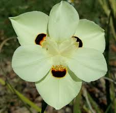 Image result for Dietes flavida