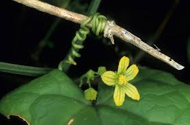 Image result for Kedrostis nana