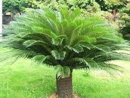 Seedless vascular plants in florida. What Are Some Examples Of Seedless Vascular Plants If They Are Seedless How Do They Reproduce Quora