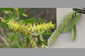 Image result for Salicaceae