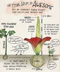 Alice, one of 13 amorphophallus plants. Corpse Flower The Huntington