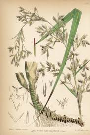 Image result for Cymbopogon nardus
