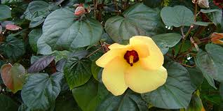 Image result for Hibiscus tiliaceus