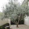 Olive trees like soil that drains easily, like a cactus mix. 1
