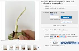 Aussies Are Selling Indoor Plants For 1 000 On Ebay It S The Stalk Market Come To Life