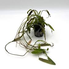 Image result for Aponogeton